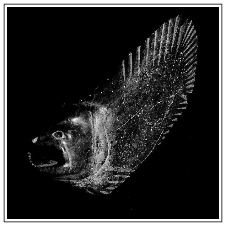 poisson des glaces.jpg